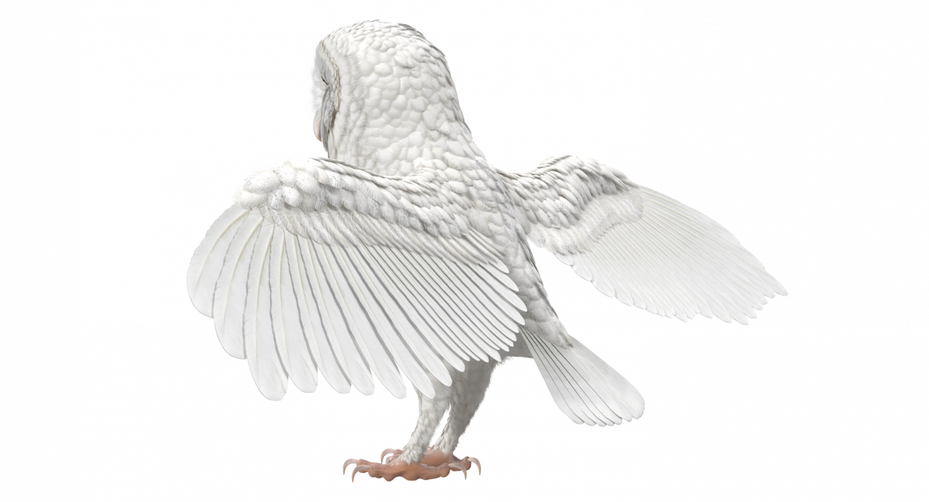 3D White Common Barn Owl