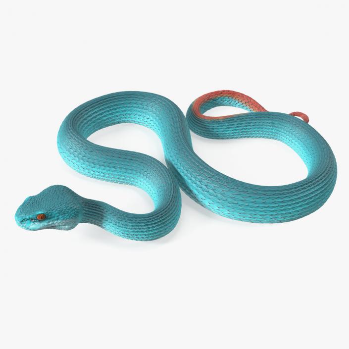 Viper Blue Trimeresurus Rigged for Cinema 4D 3D model