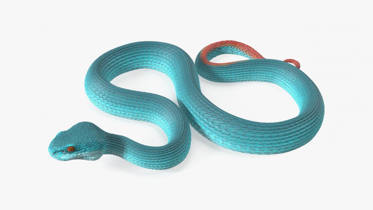 Viper Blue Trimeresurus Rigged for Cinema 4D 3D model