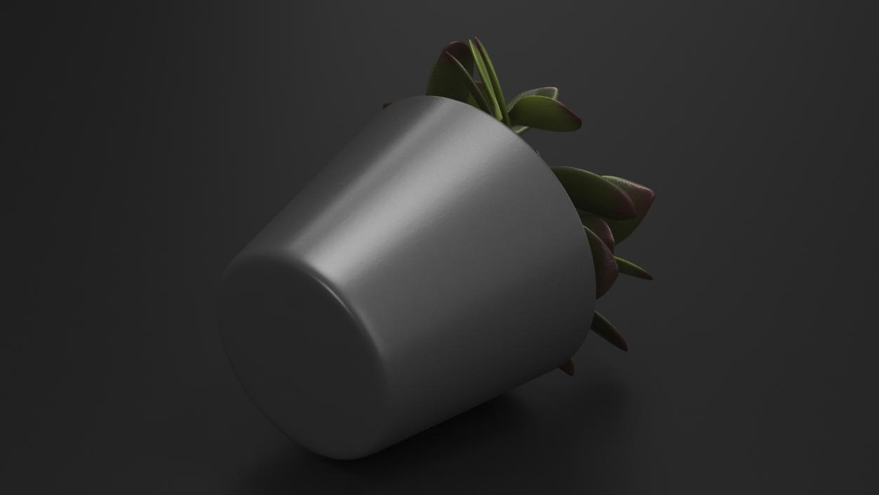 3D model Jade Plant