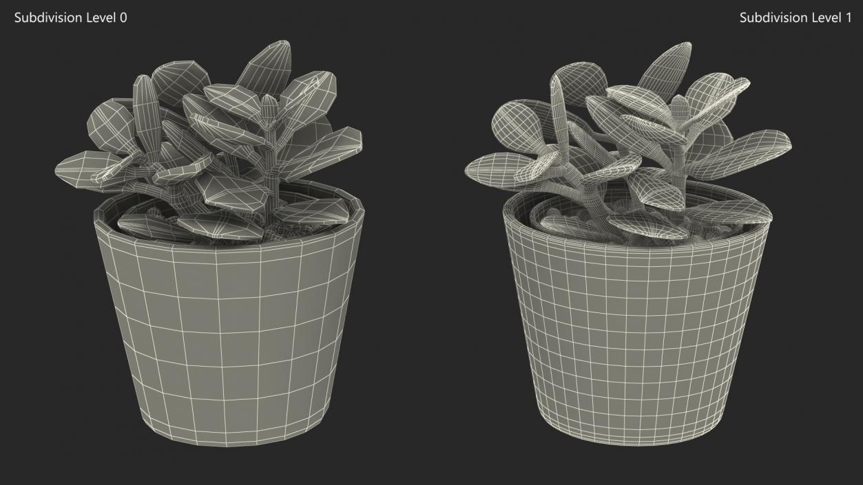 3D model Jade Plant