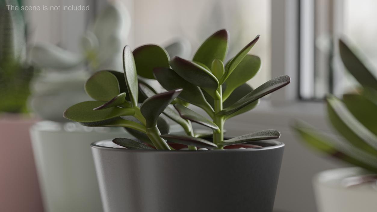 3D model Jade Plant