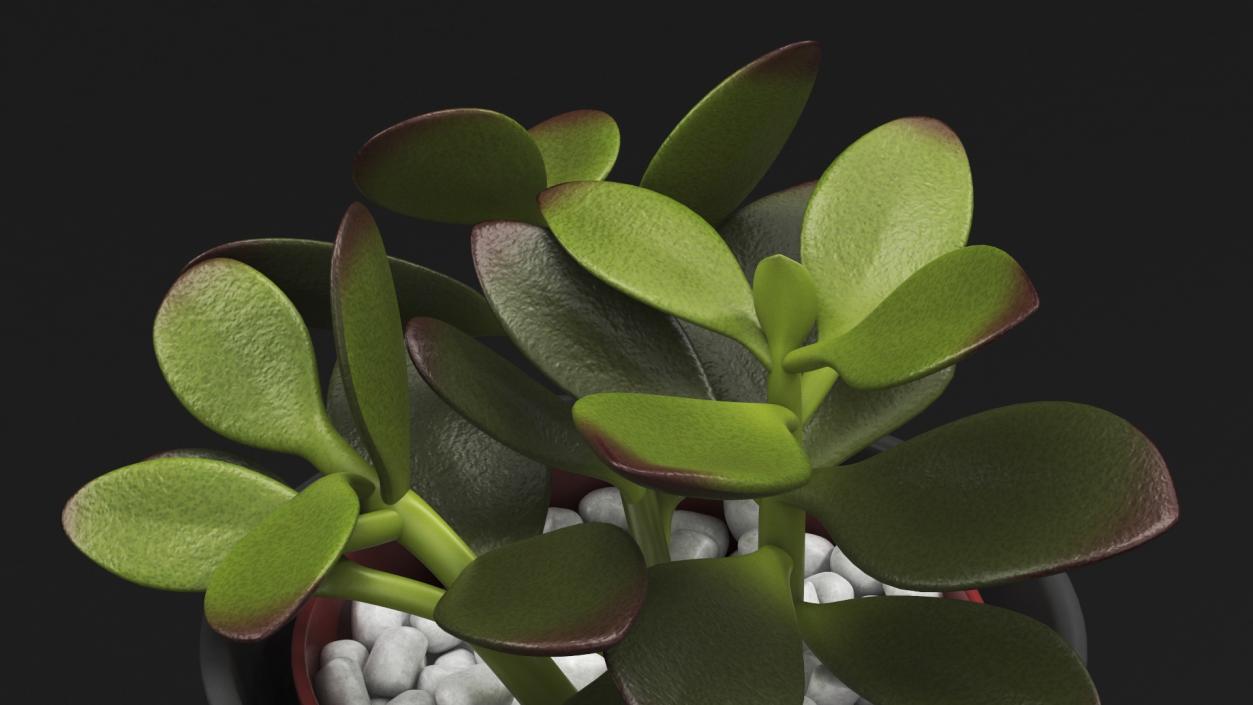 3D model Jade Plant