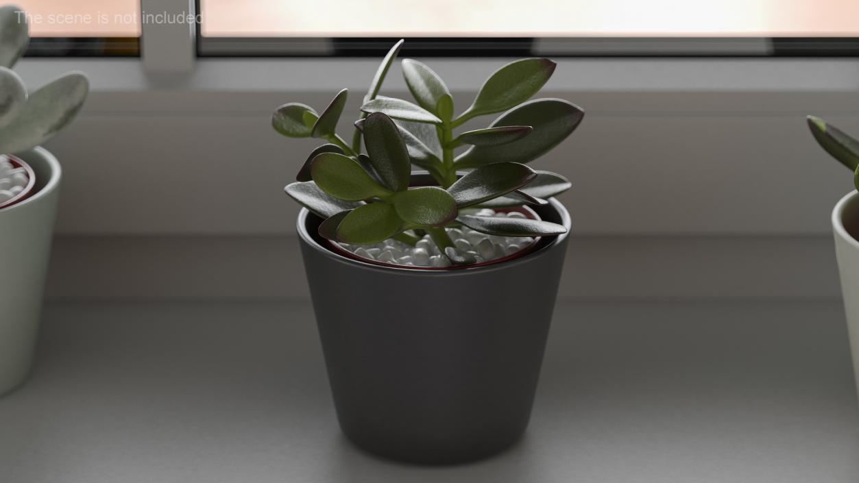 3D model Jade Plant