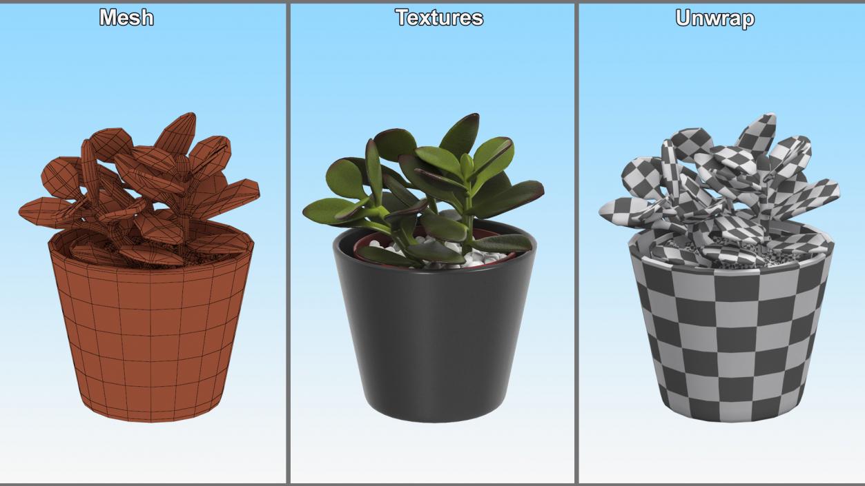 3D model Jade Plant