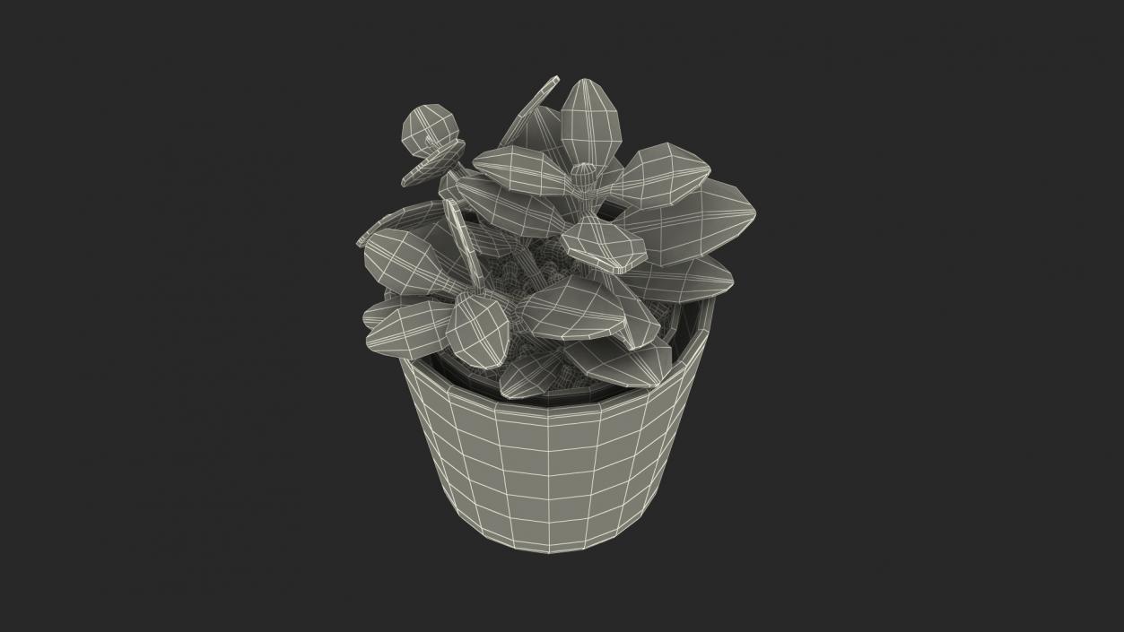 3D model Jade Plant