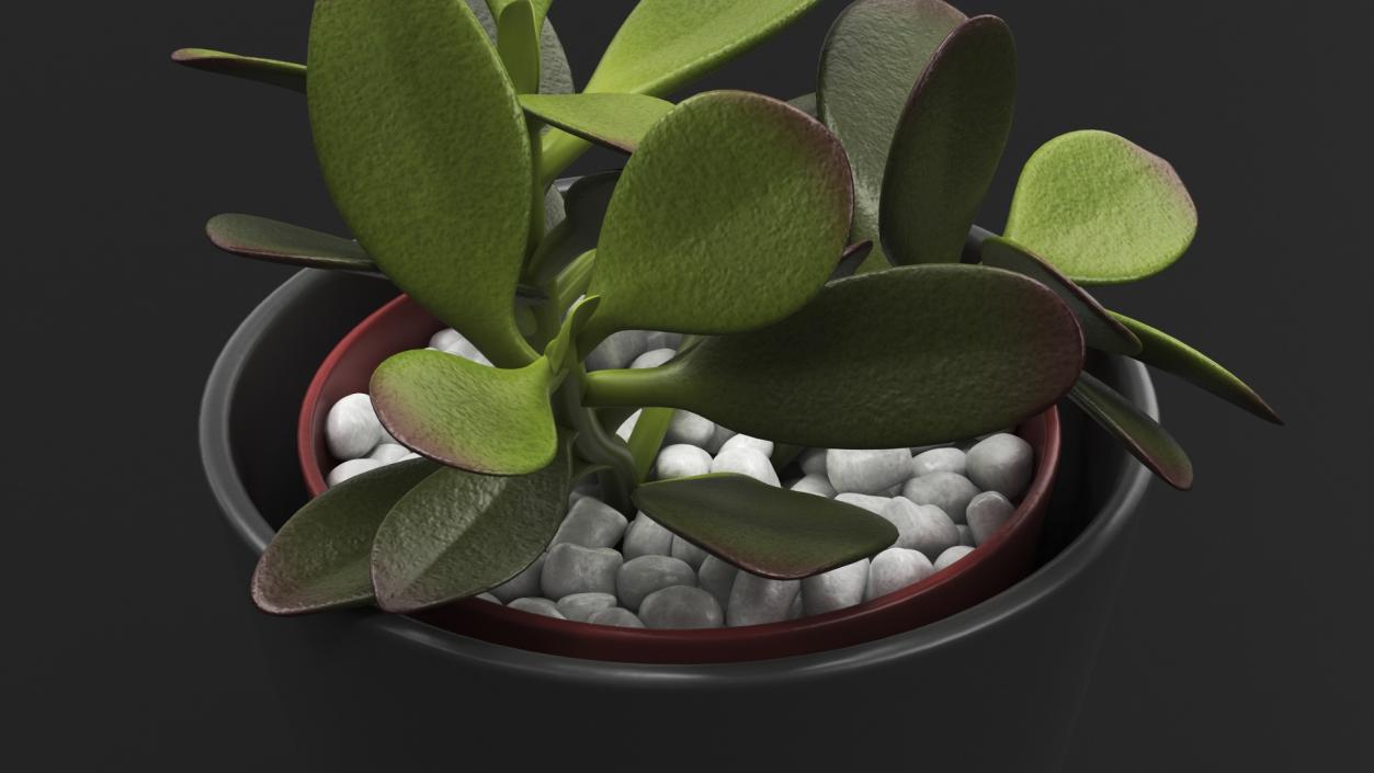 3D model Jade Plant