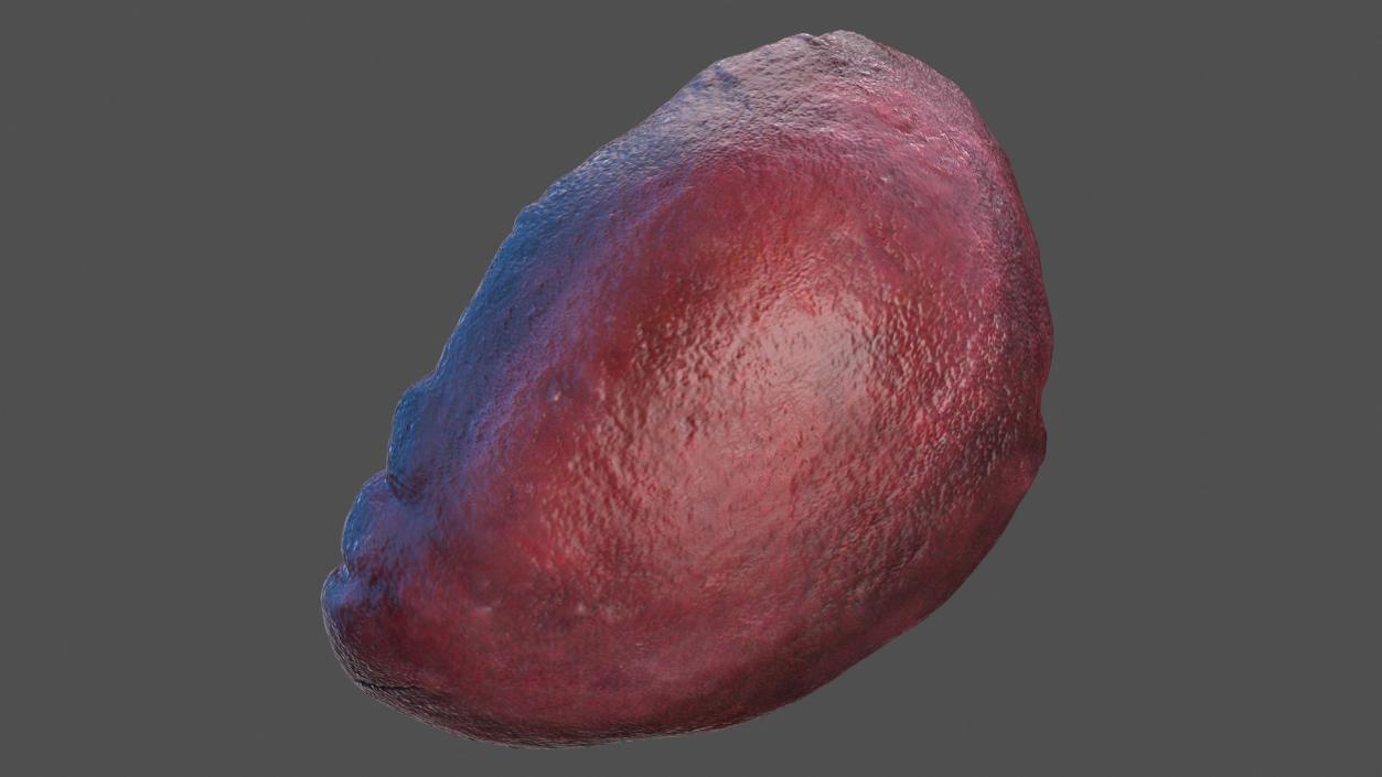 Human Spleen 3D