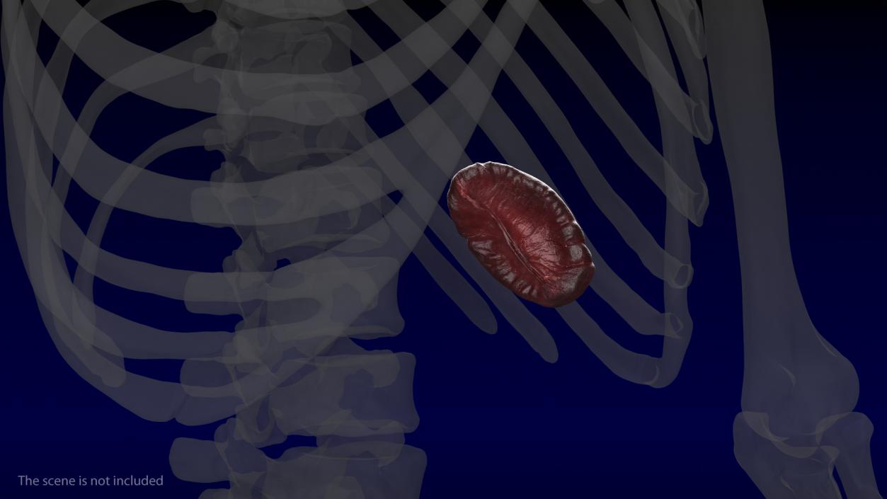 Human Spleen 3D