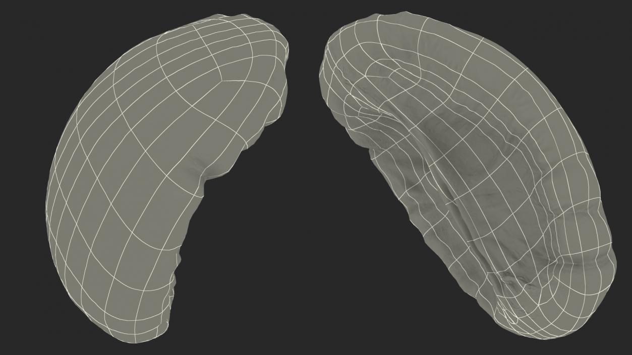 Human Spleen 3D