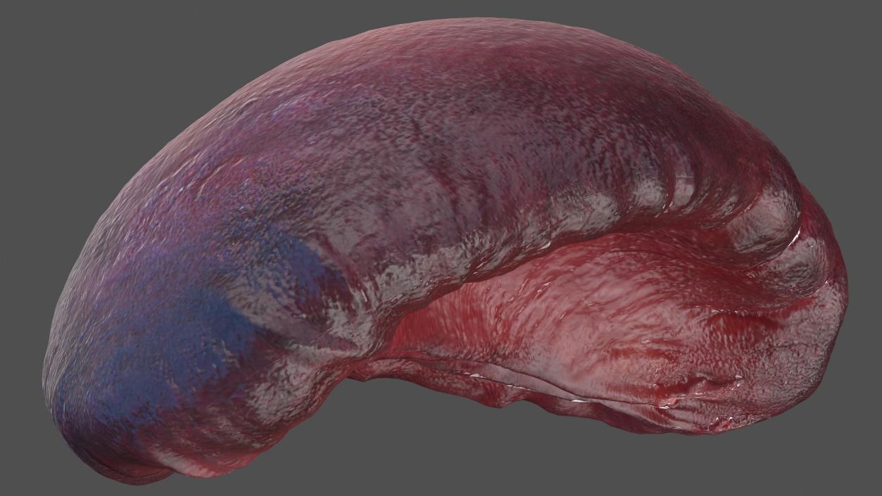 Human Spleen 3D