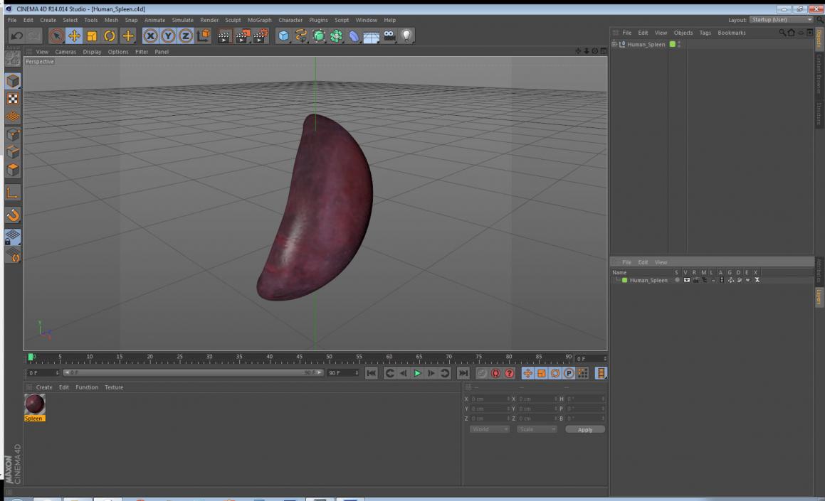 Human Spleen 3D