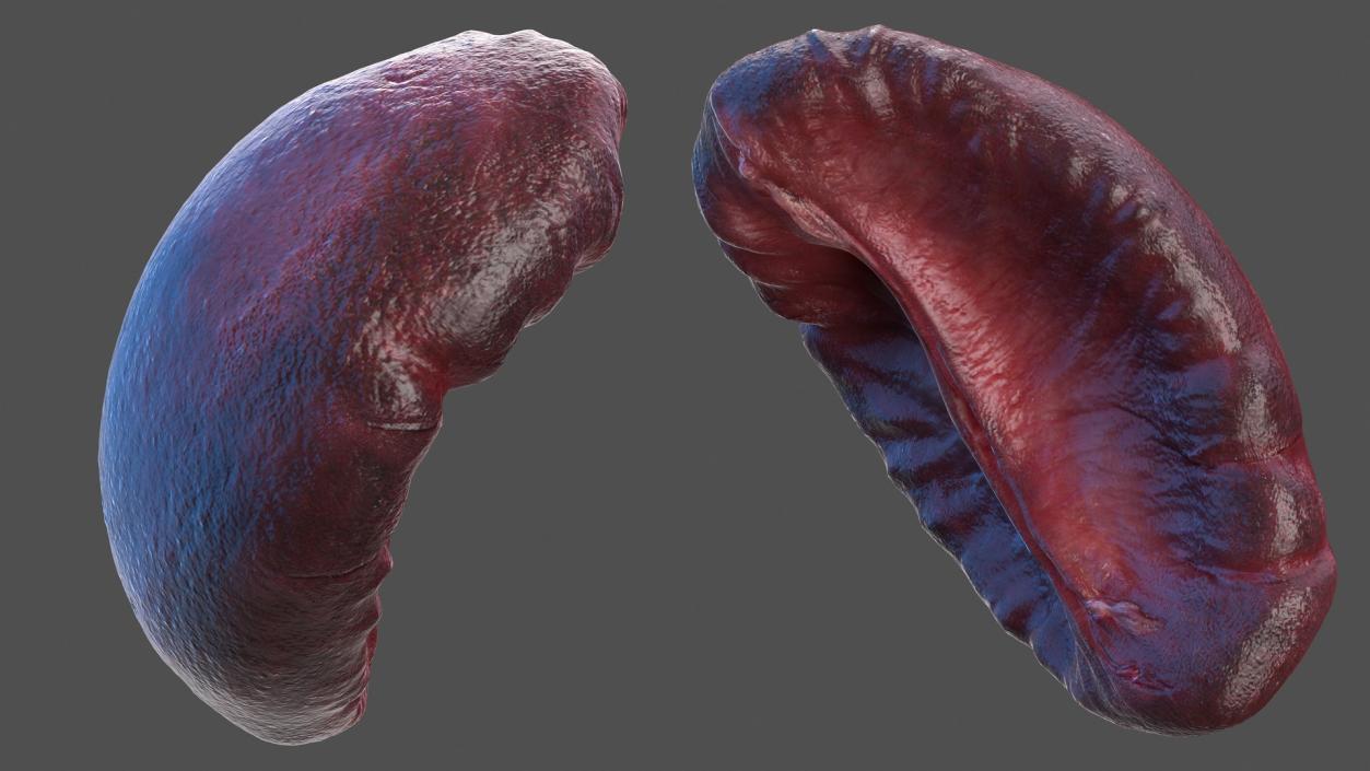 Human Spleen 3D