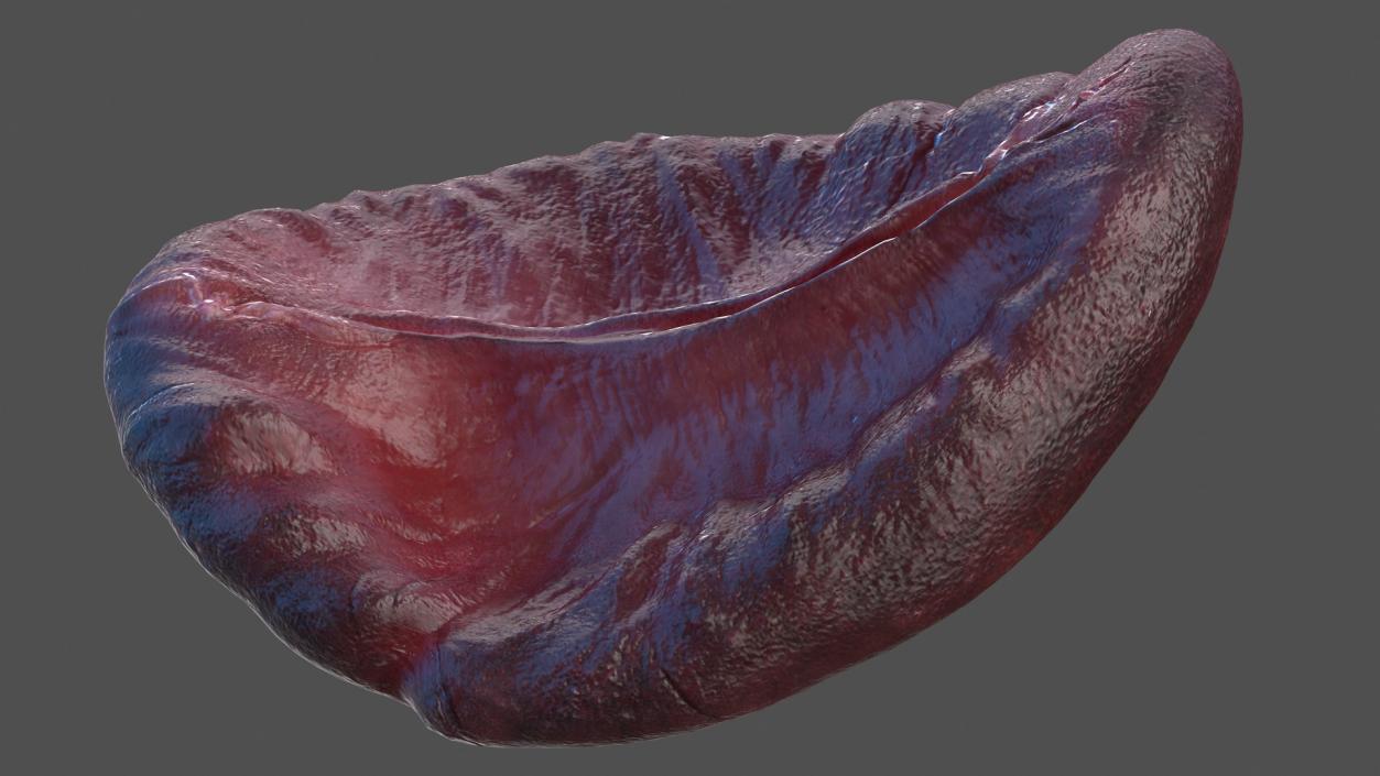 Human Spleen 3D