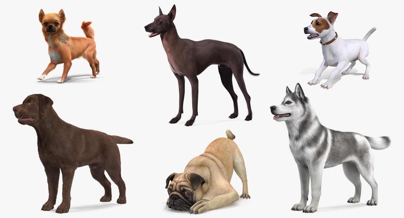 Dogs Rigged Collection 5 3D model