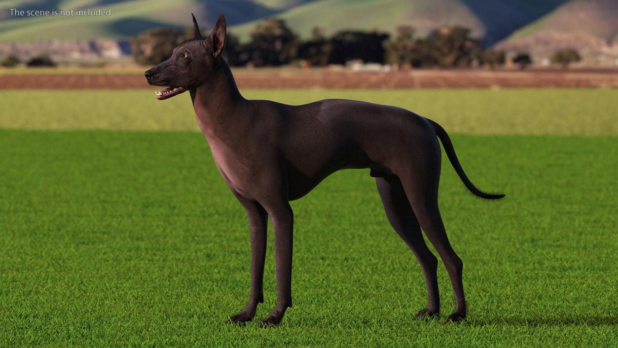 Dogs Rigged Collection 5 3D model