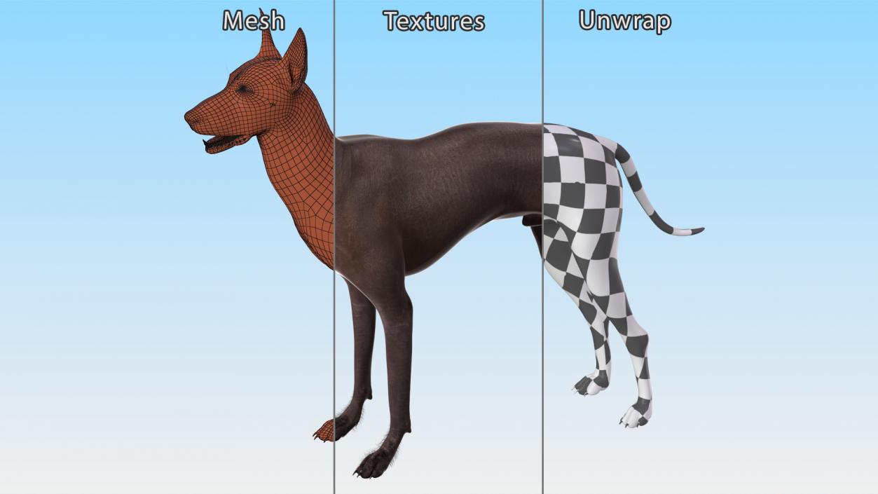 Dogs Rigged Collection 5 3D model