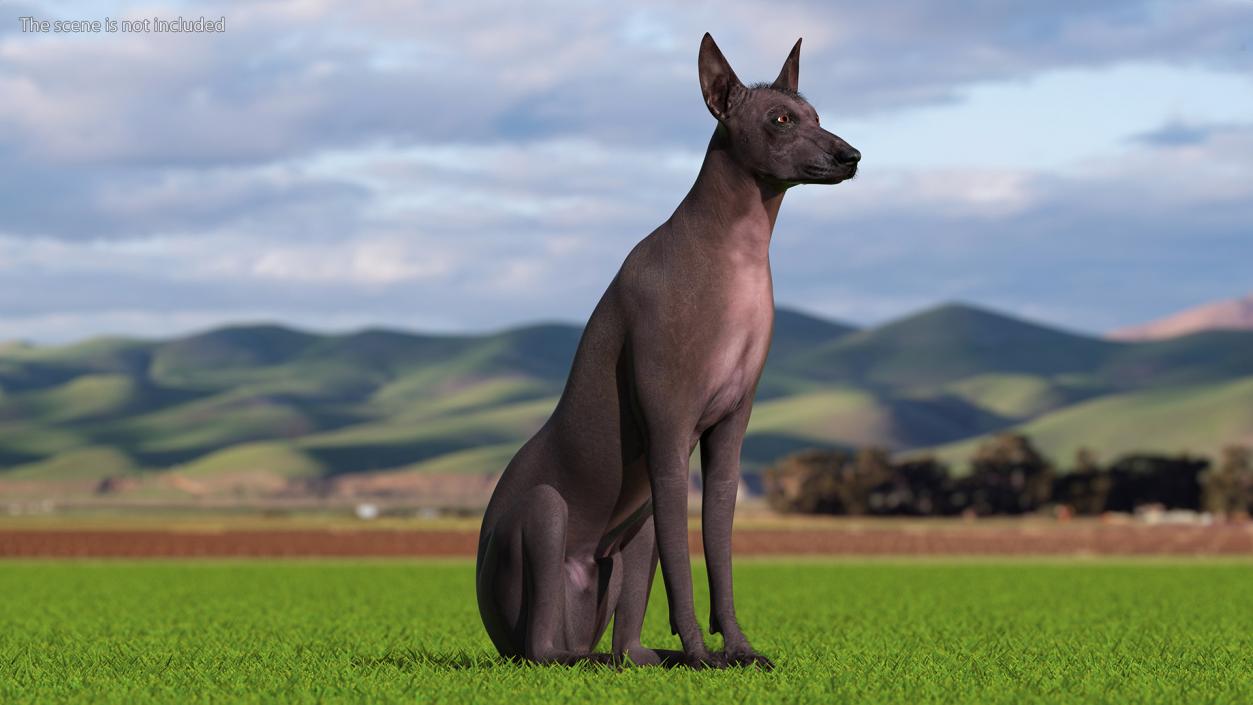 Dogs Rigged Collection 5 3D model