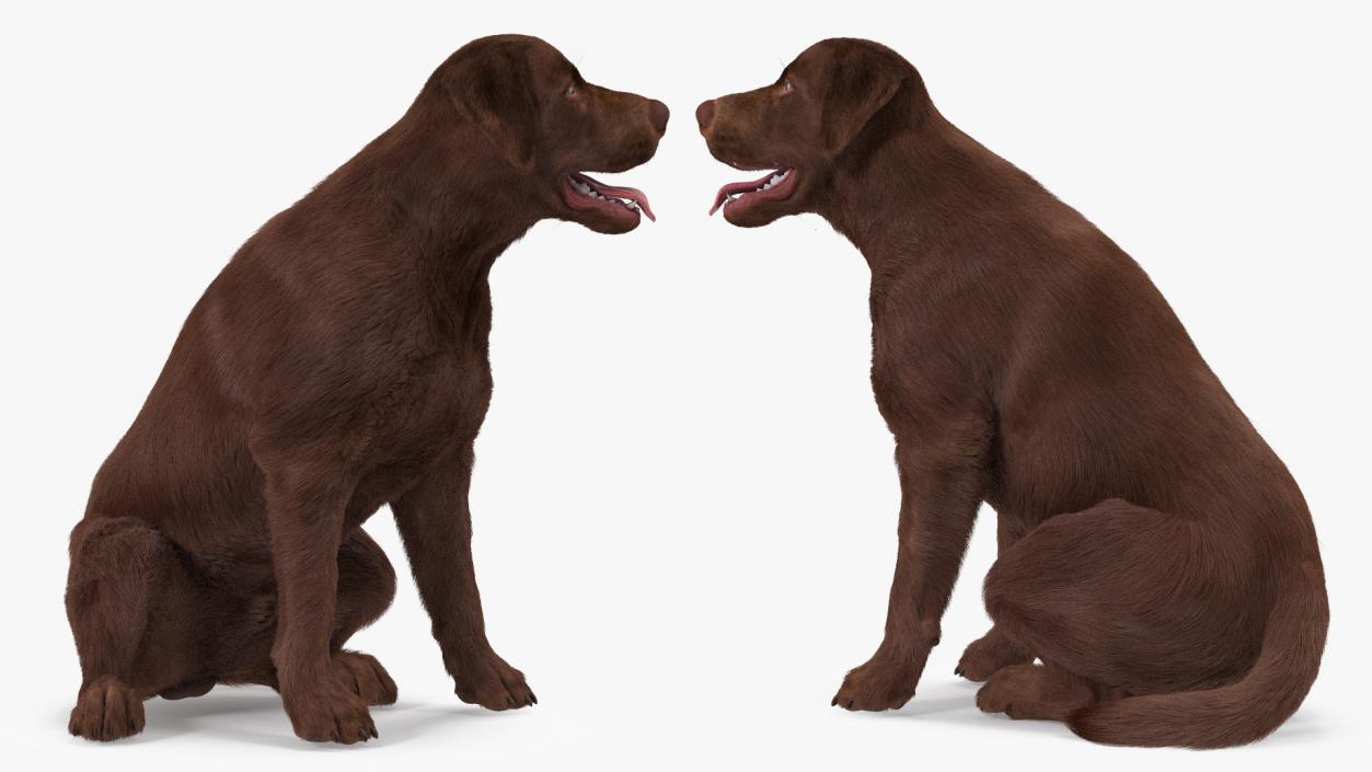 Dogs Rigged Collection 5 3D model