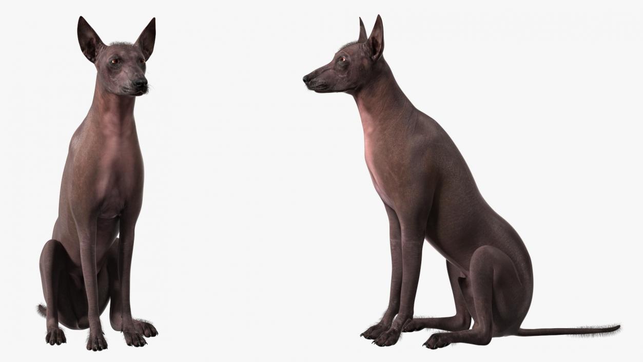 Dogs Rigged Collection 5 3D model