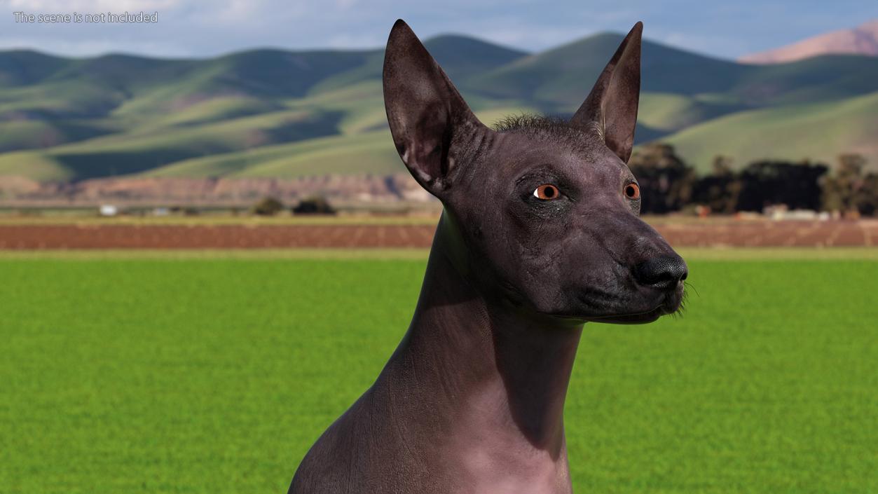 Dogs Rigged Collection 5 3D model