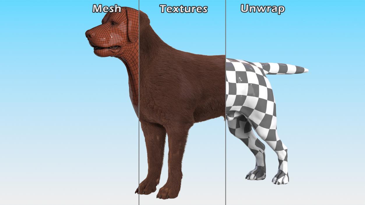 Dogs Rigged Collection 5 3D model