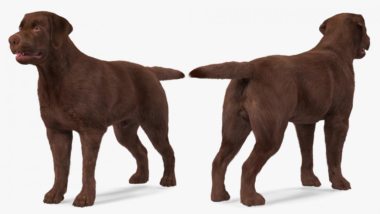 Dogs Rigged Collection 5 3D model