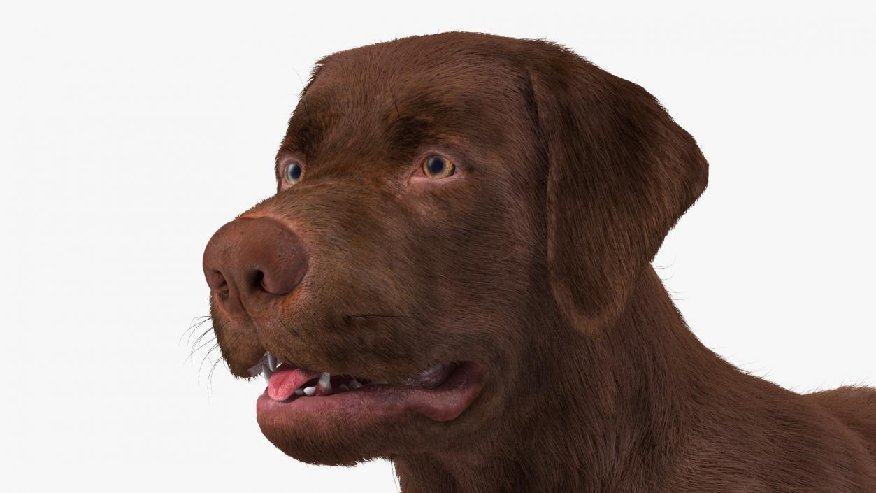 Dogs Rigged Collection 5 3D model