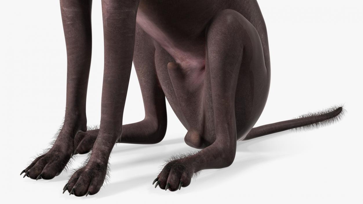 Dogs Rigged Collection 5 3D model