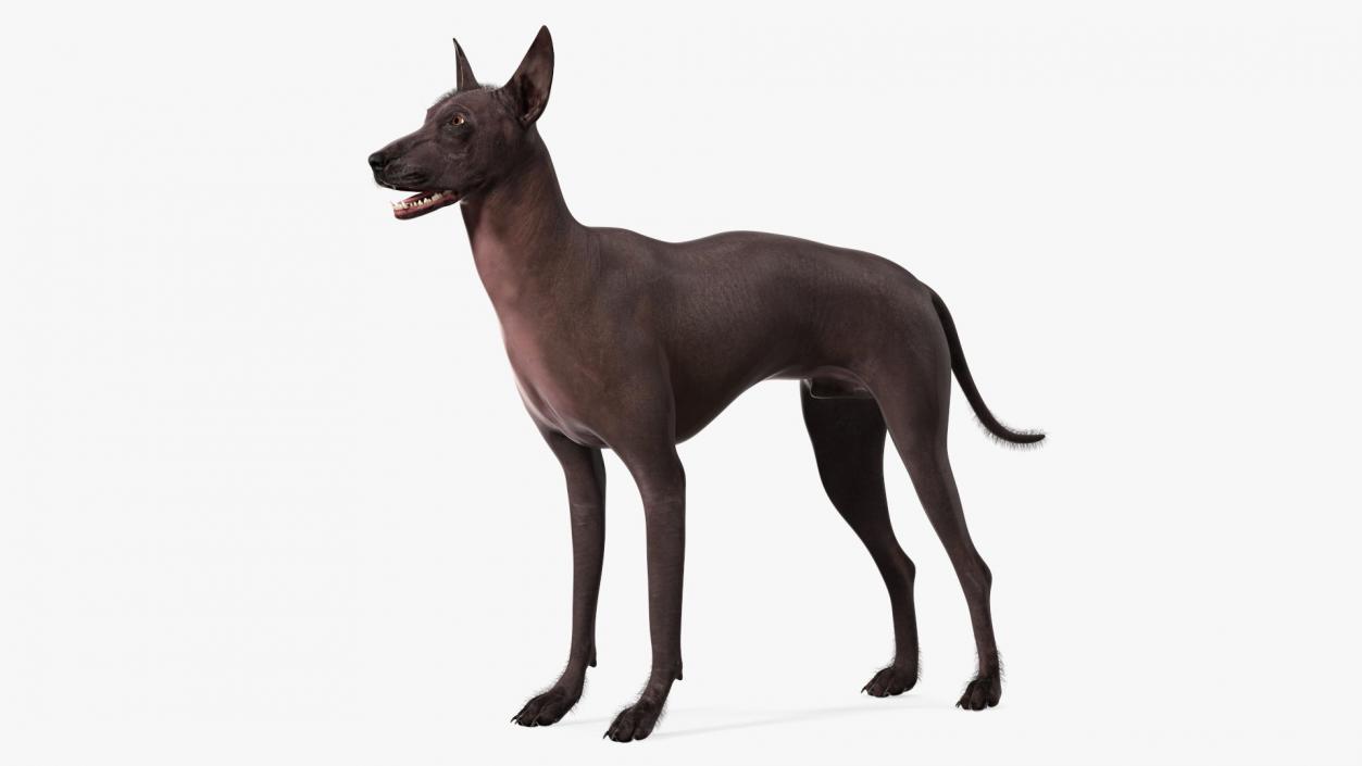 Dogs Rigged Collection 5 3D model