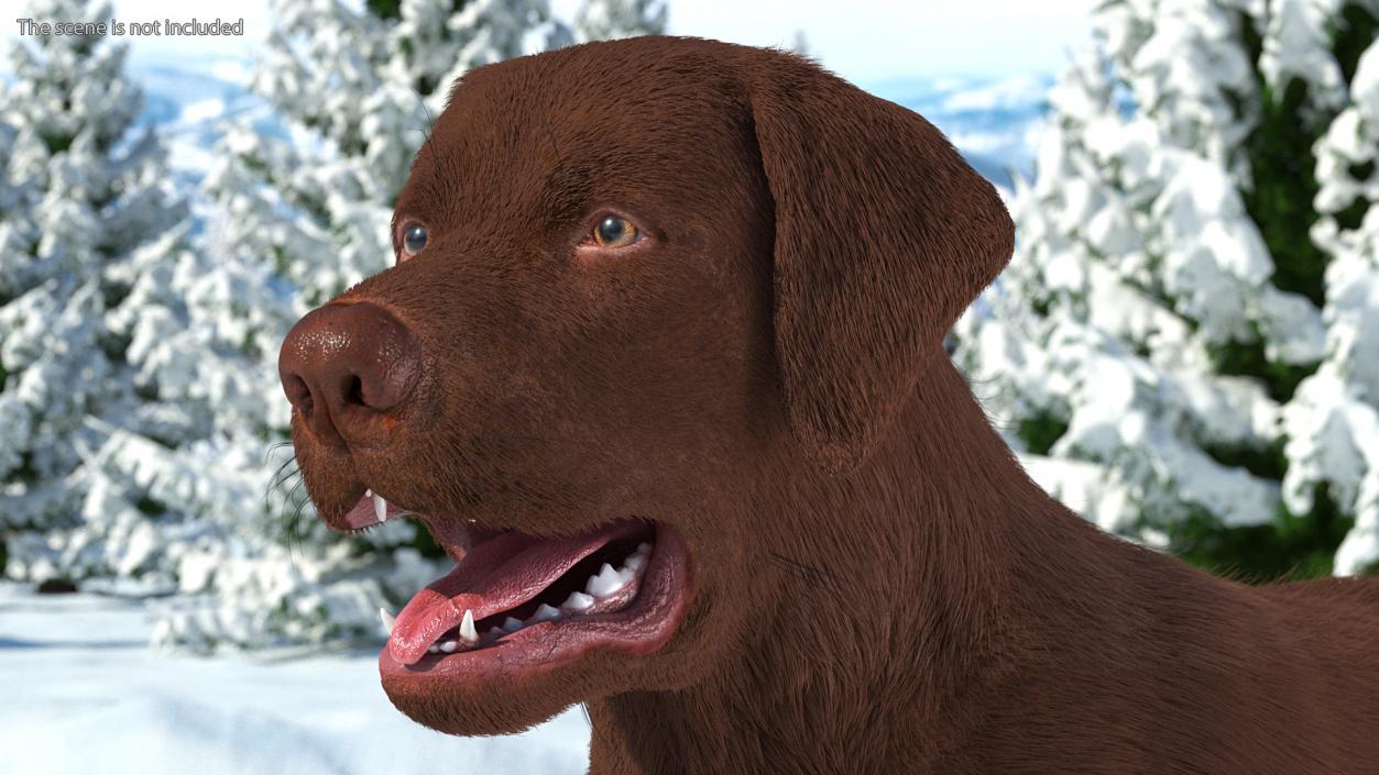 Dogs Rigged Collection 5 3D model