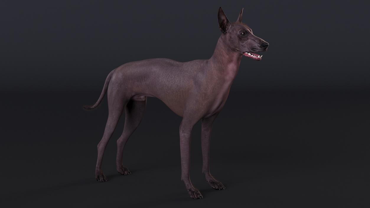 Dogs Rigged Collection 5 3D model