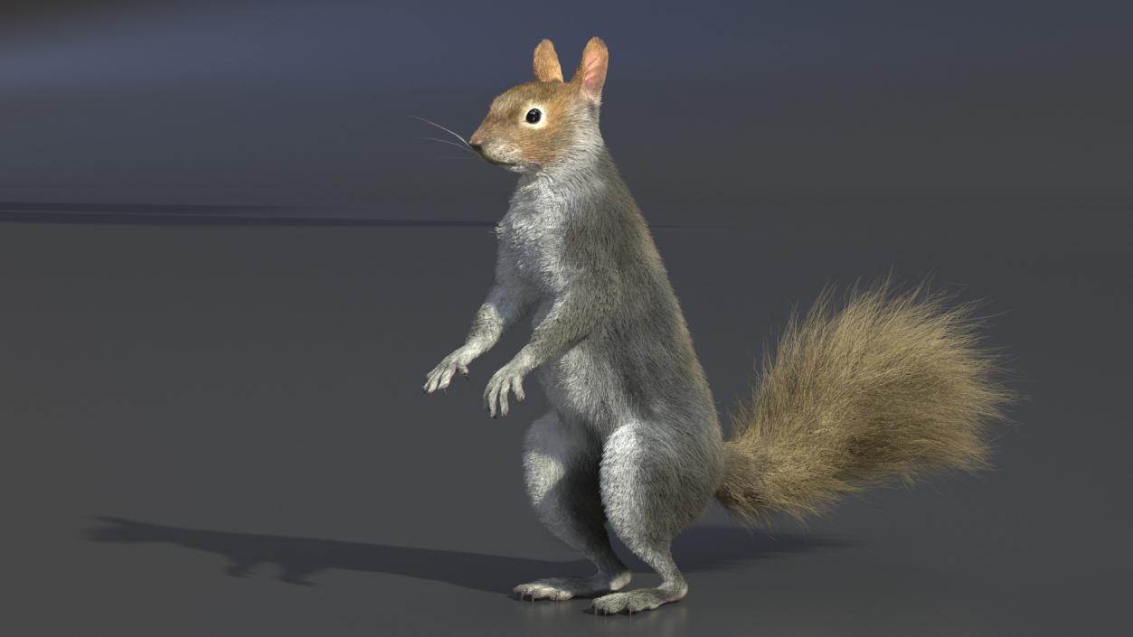 3D Gray Squirrel in Standing Pose Fur 2