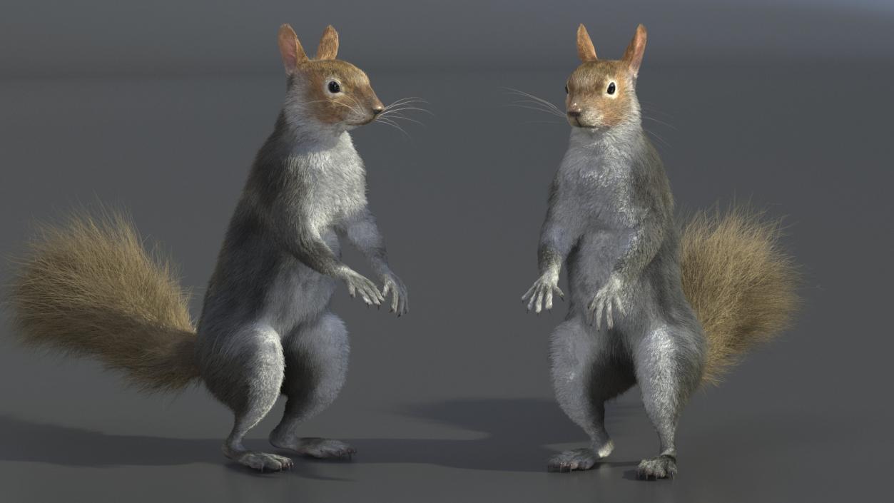 3D Gray Squirrel in Standing Pose Fur 2