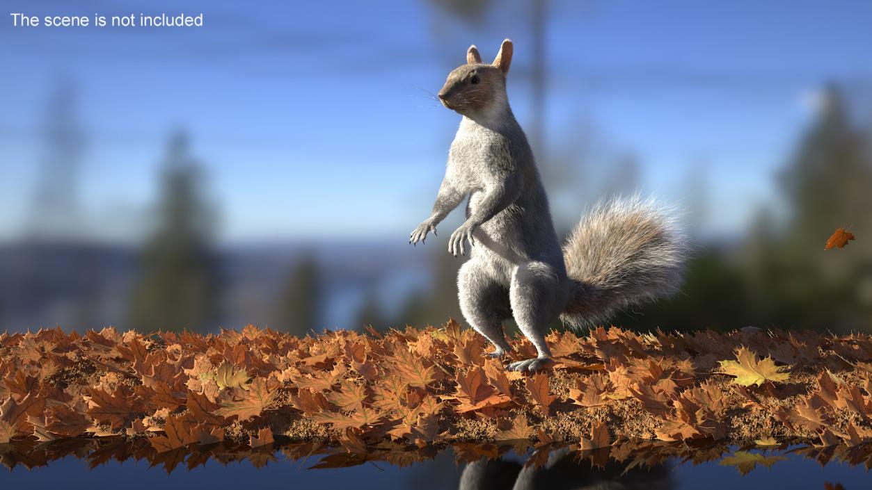 3D Gray Squirrel in Standing Pose Fur 2