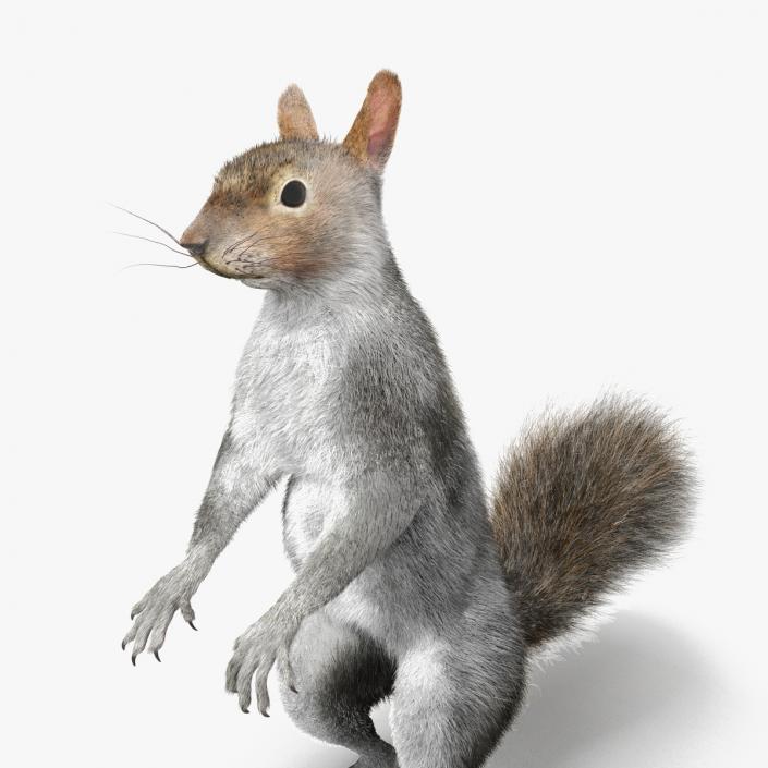 3D Gray Squirrel in Standing Pose Fur 2