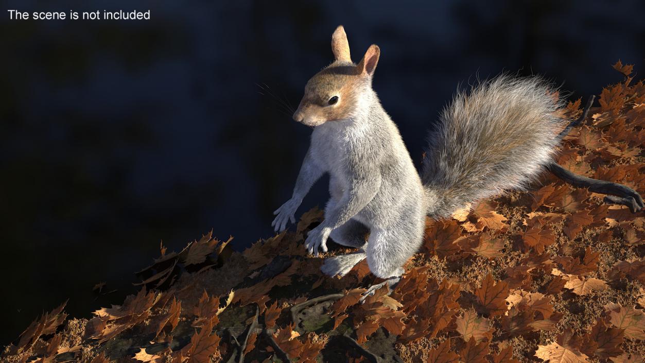 3D Gray Squirrel in Standing Pose Fur 2