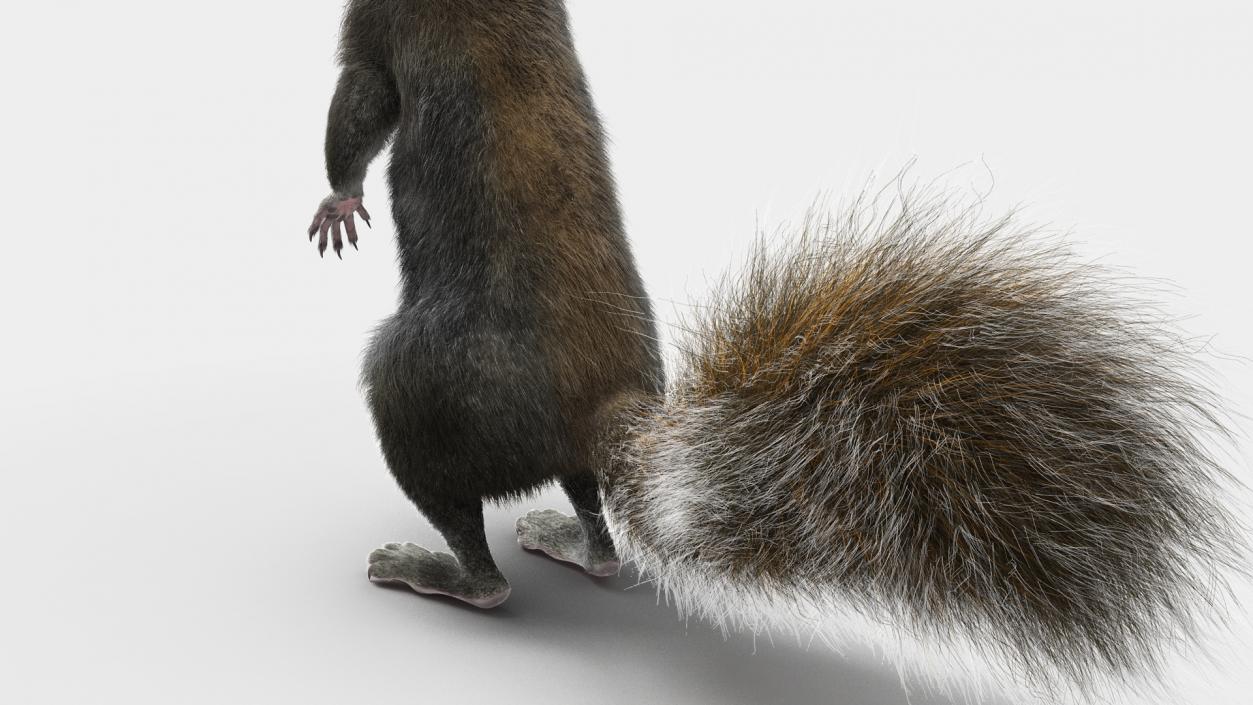 3D Gray Squirrel in Standing Pose Fur 2