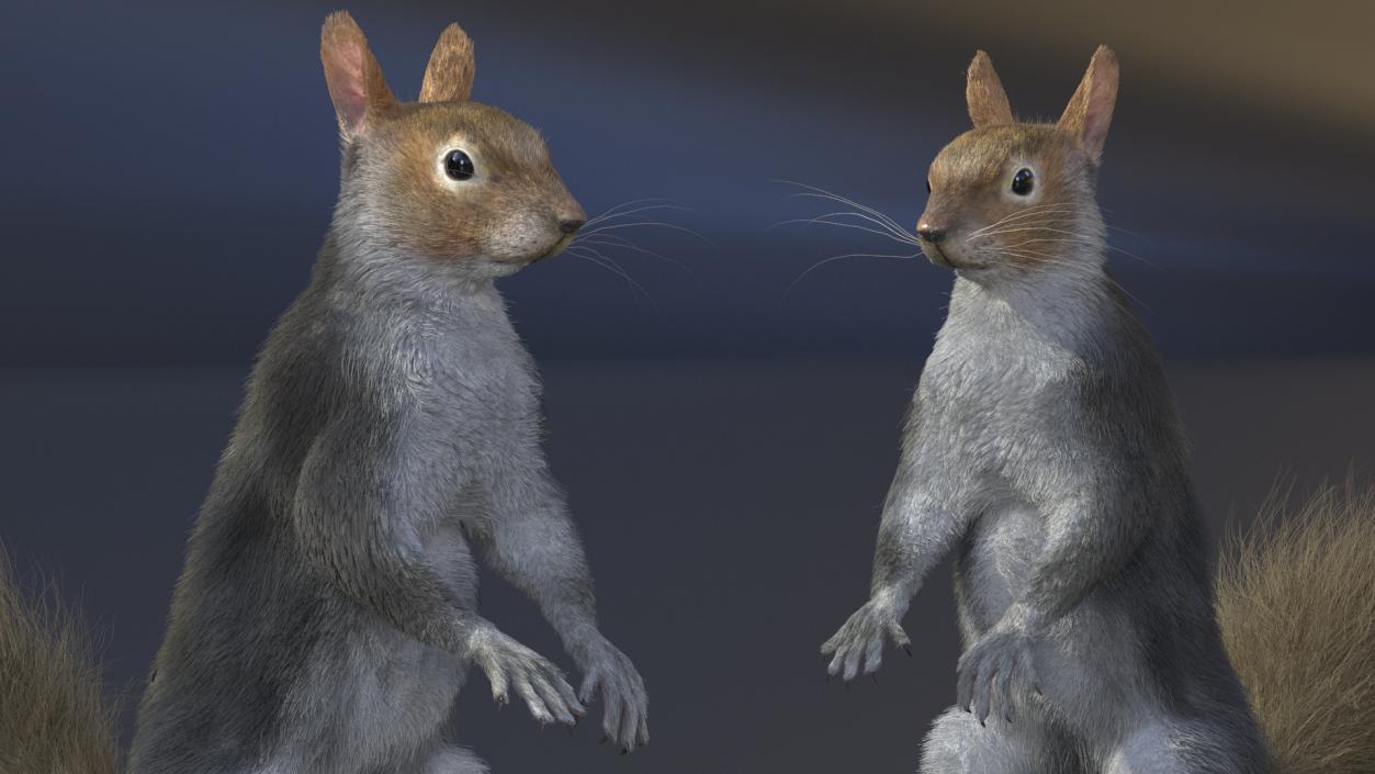 3D Gray Squirrel in Standing Pose Fur 2