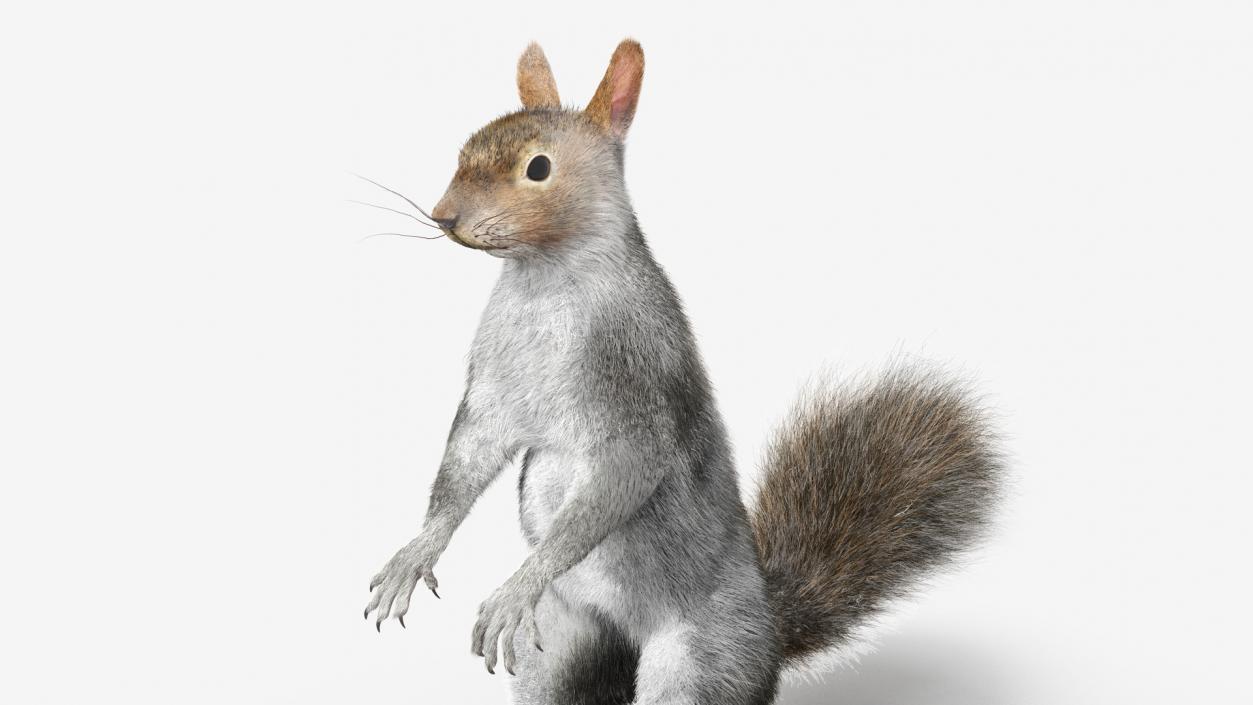 3D Gray Squirrel in Standing Pose Fur 2