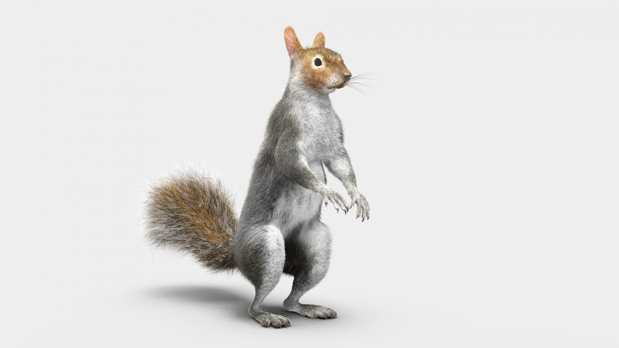 3D Gray Squirrel in Standing Pose Fur 2