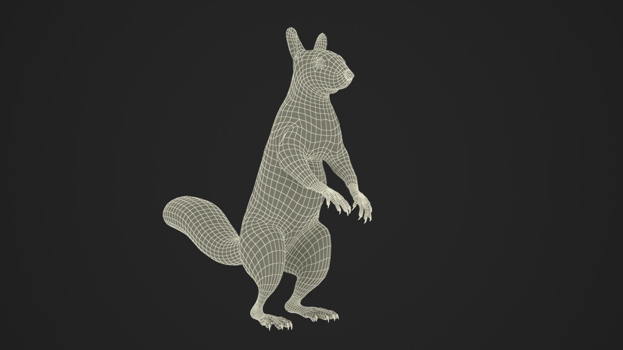 3D Gray Squirrel in Standing Pose Fur 2