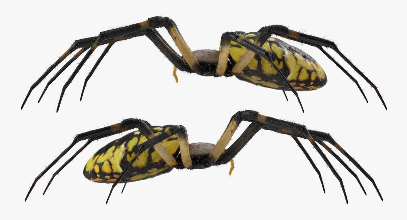 Yellow Garden Spider with Fur 3D model