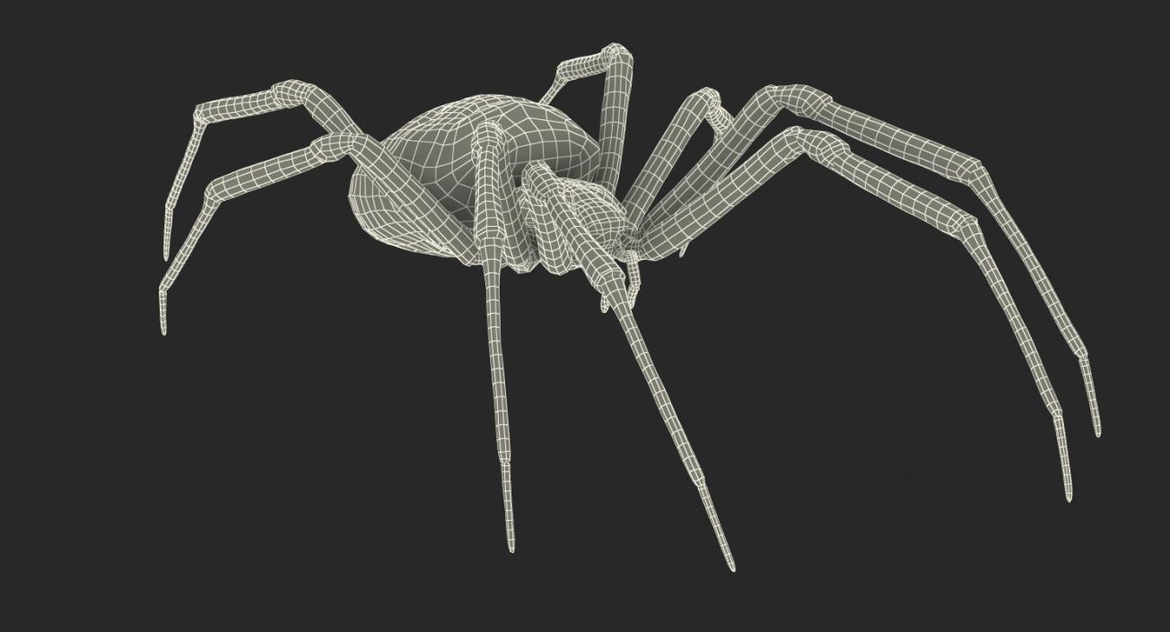 Yellow Garden Spider with Fur 3D model