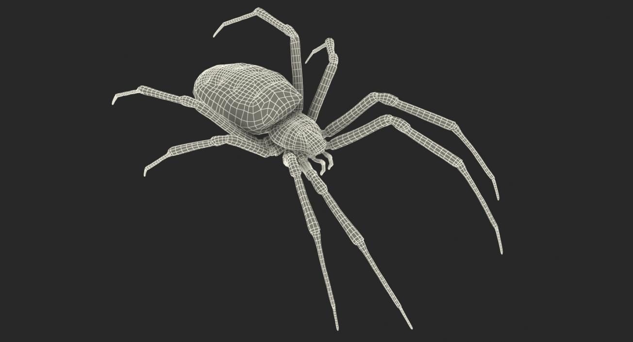 Yellow Garden Spider with Fur 3D model