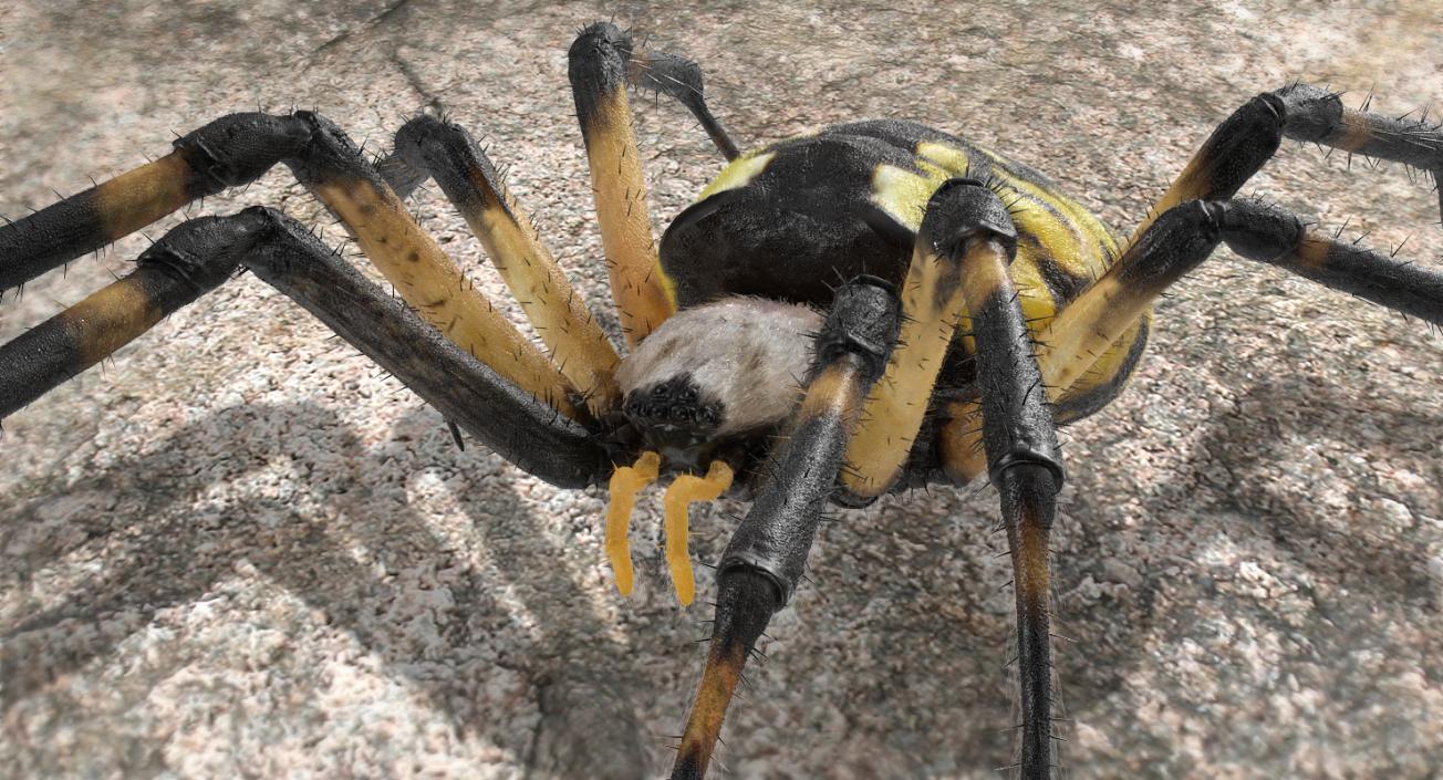 Yellow Garden Spider with Fur 3D model