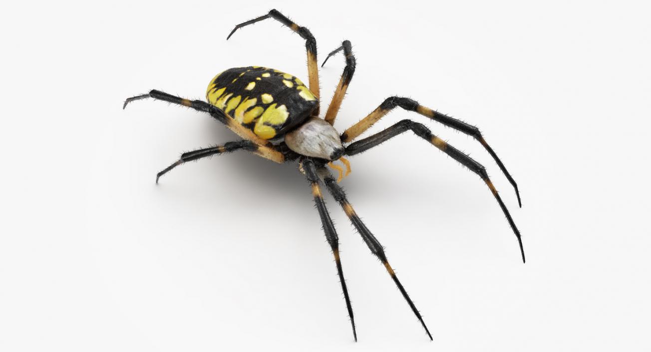 Yellow Garden Spider with Fur 3D model