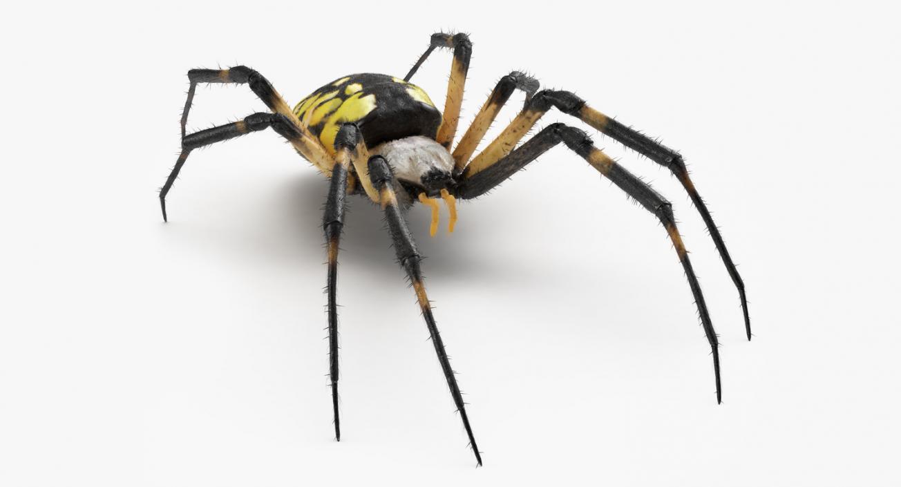 Yellow Garden Spider with Fur 3D model