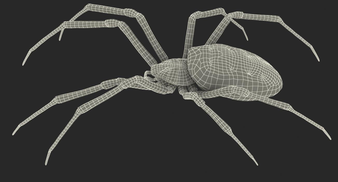 Yellow Garden Spider with Fur 3D model