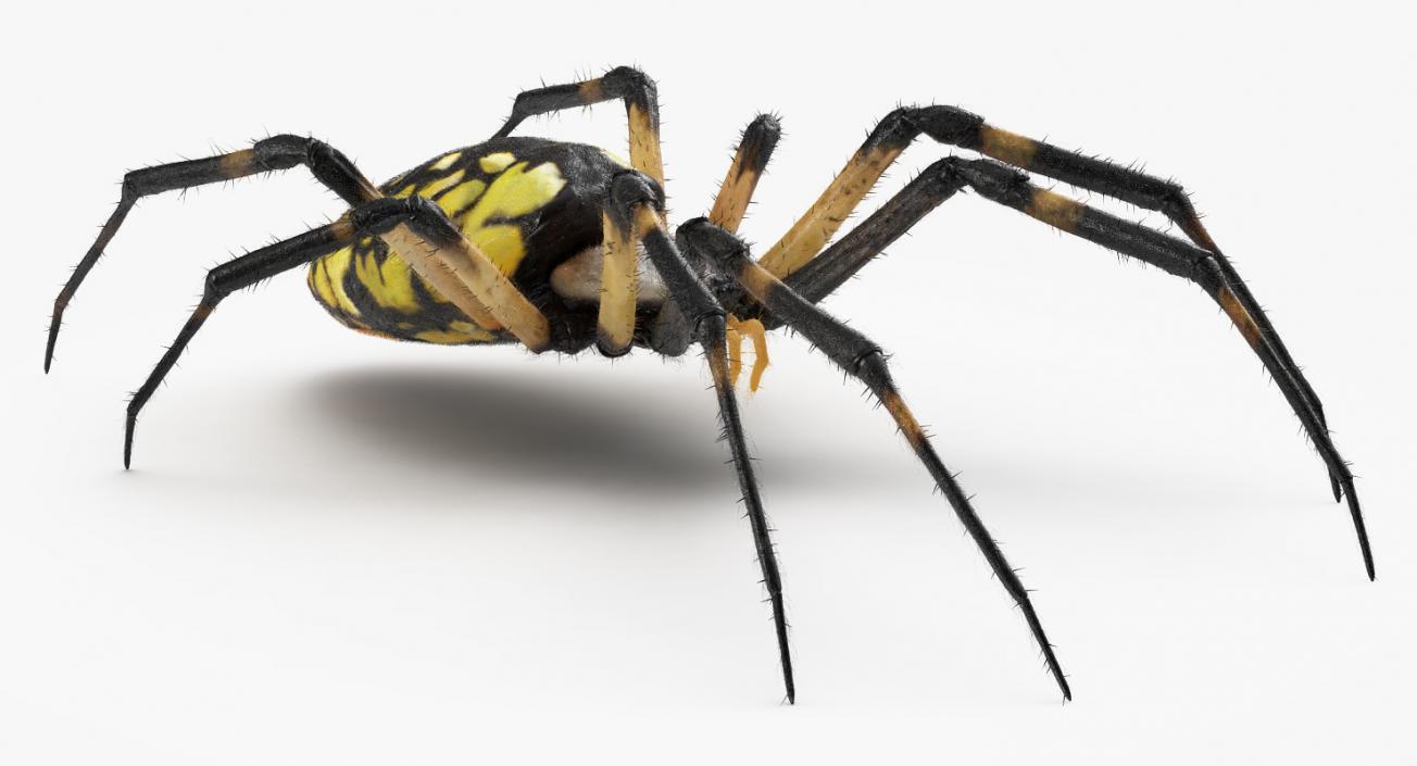 Yellow Garden Spider with Fur 3D model